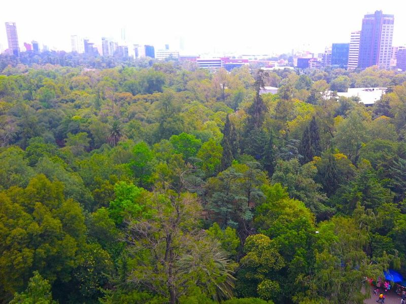Wolf attack in Chapultepec